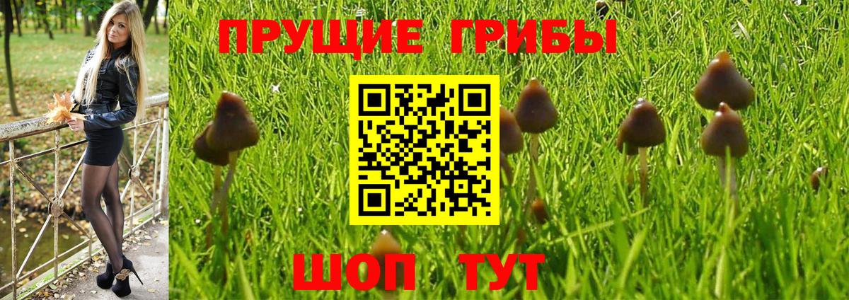 Псилоцибиновые грибы GOLDEN TEACHER  Вход с VPN  Лиски 